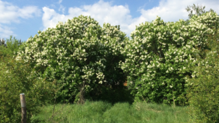 When spring came...