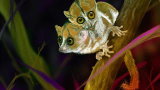 FirstWorld Saga - Two-Headed Lemur Creature