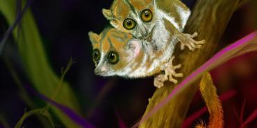FirstWorld Saga - Two-Headed Lemur Creature
