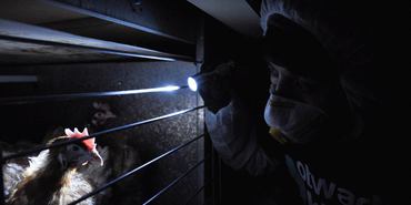 Open Cages - Together We Can Change the Fate of Farm Animals